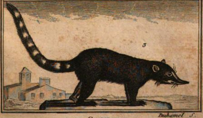 Illustration of White-nosed Coati