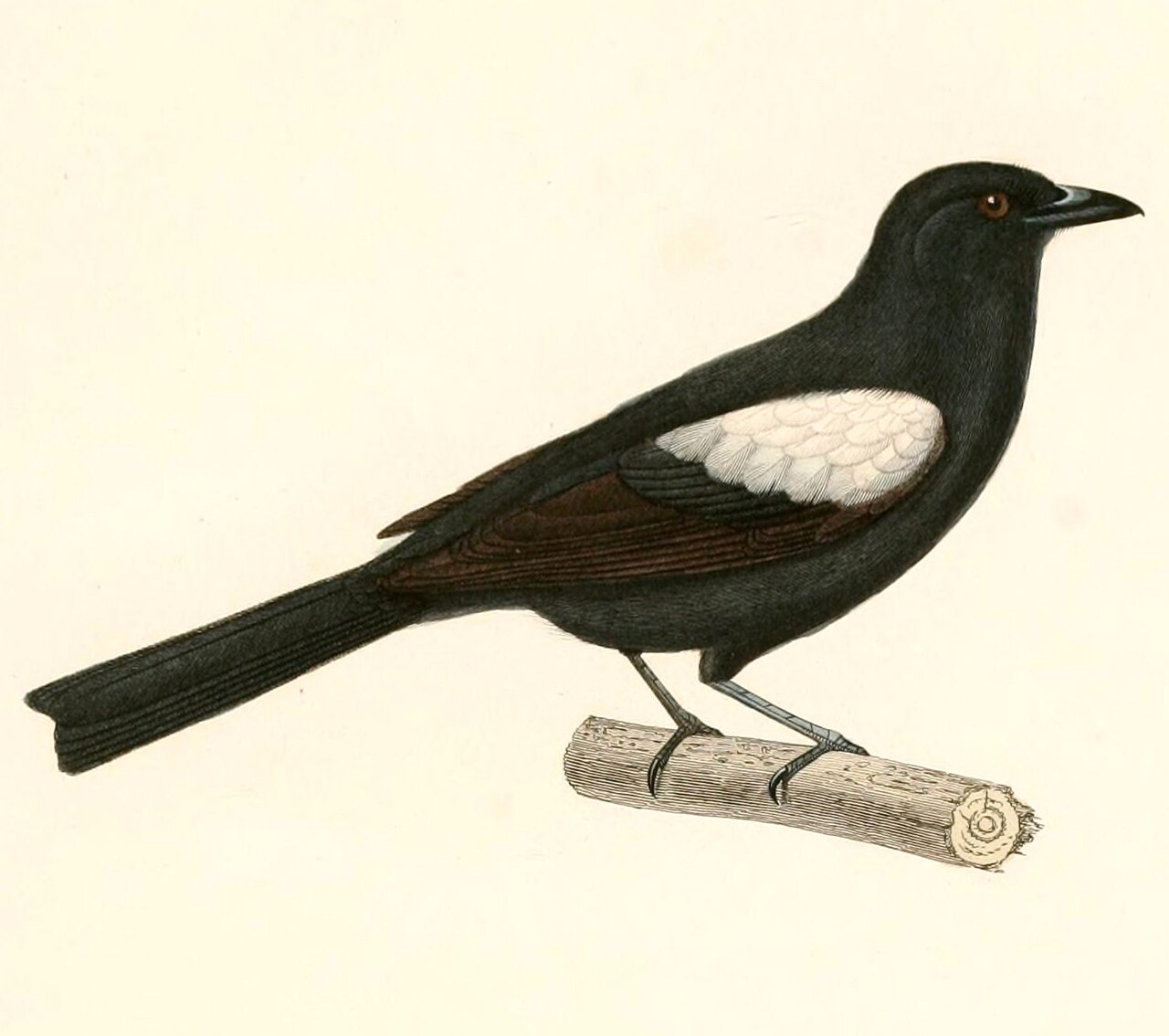 Illustration of White-shouldered Tanager