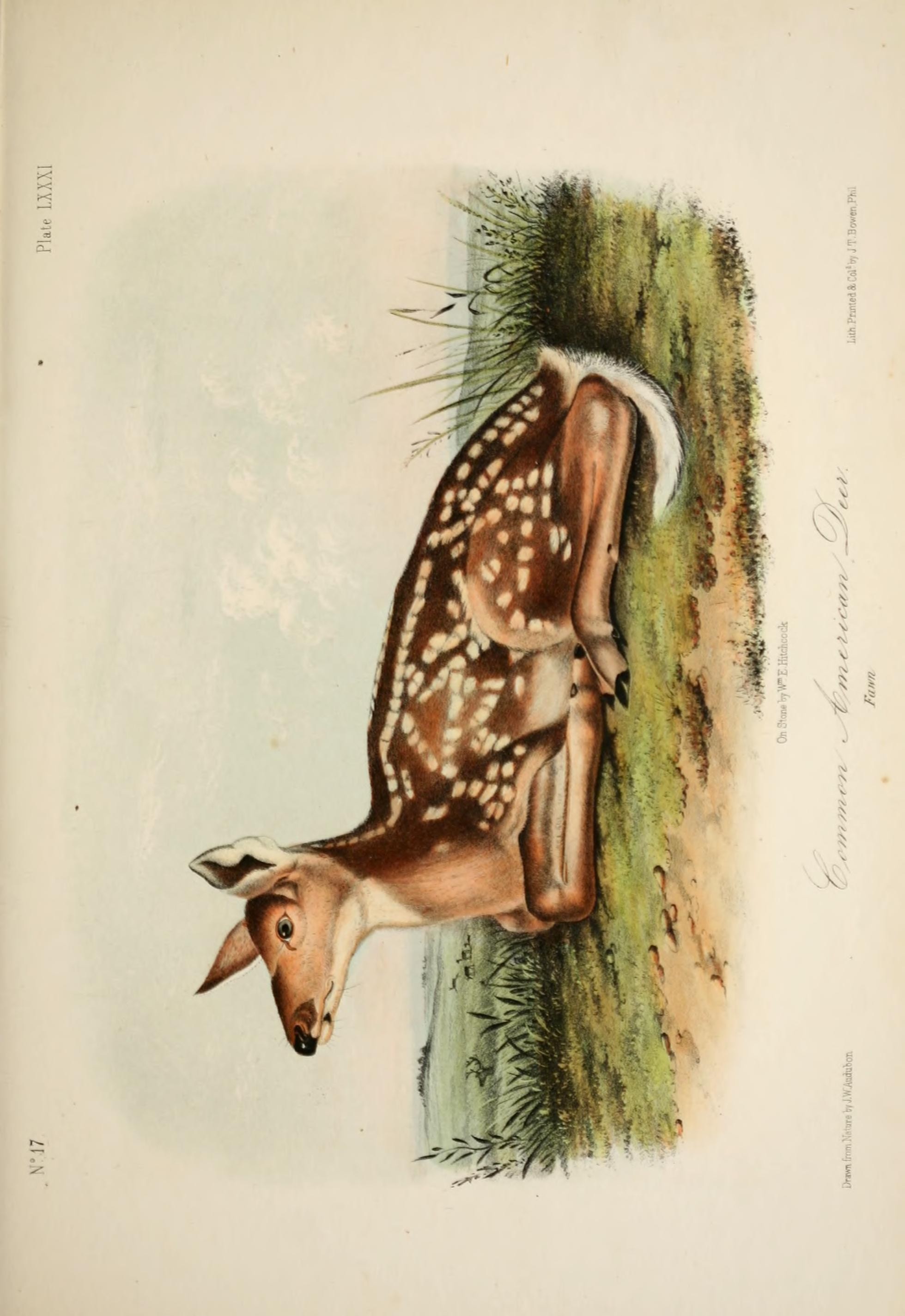 Illustration of White-tailed Deer