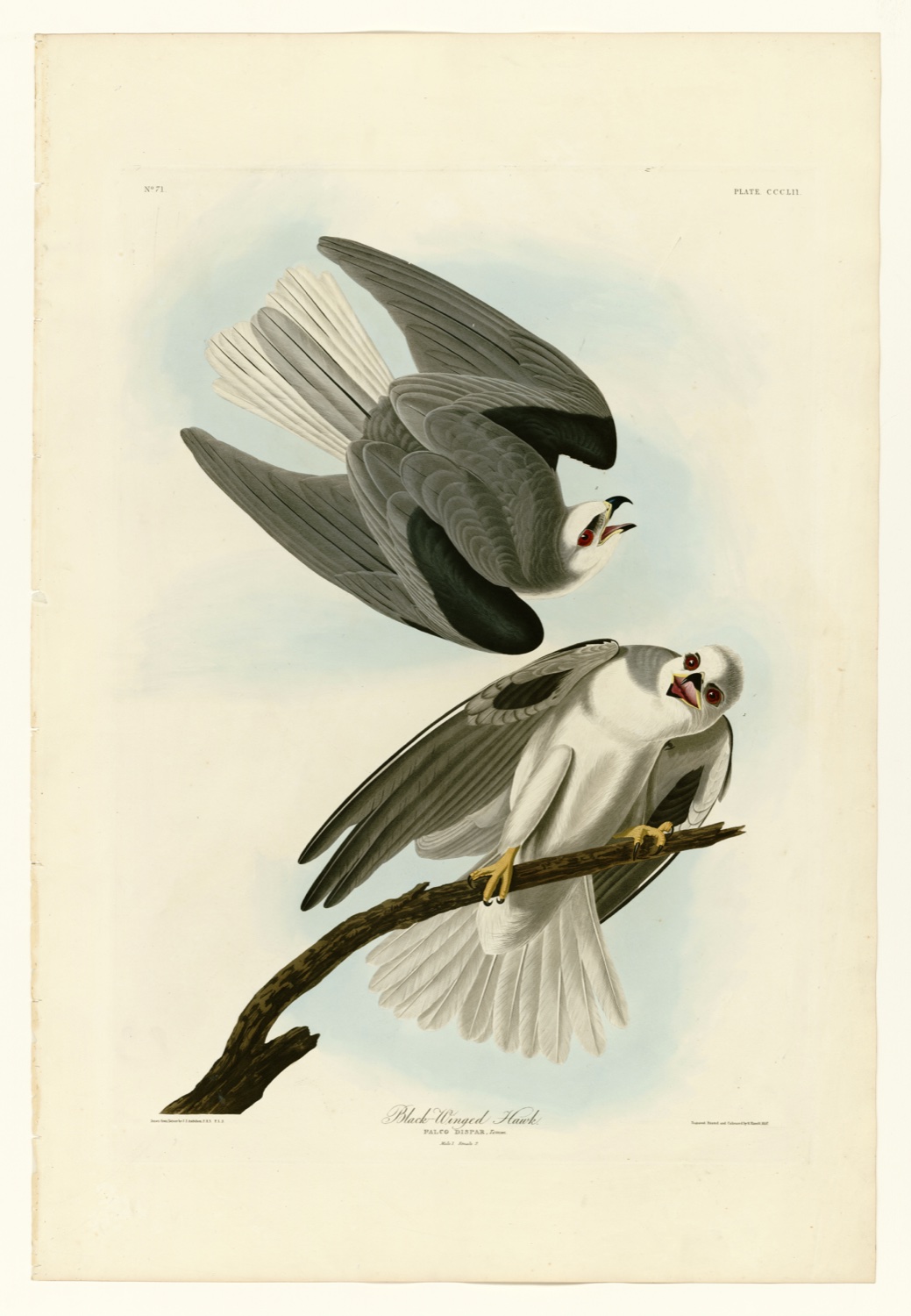 Illustration of White-tailed Kite