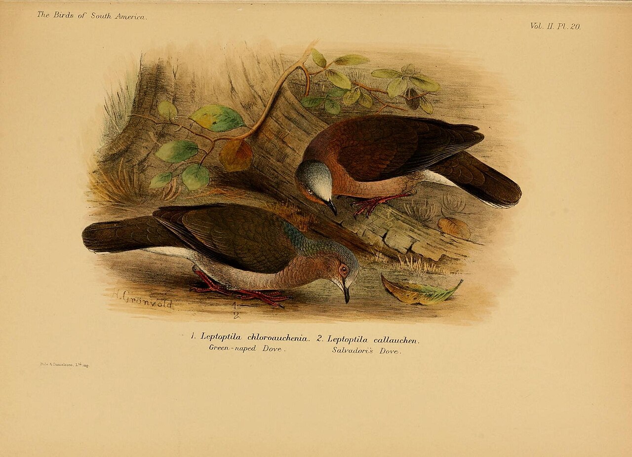 Illustration of White-tipped Dove