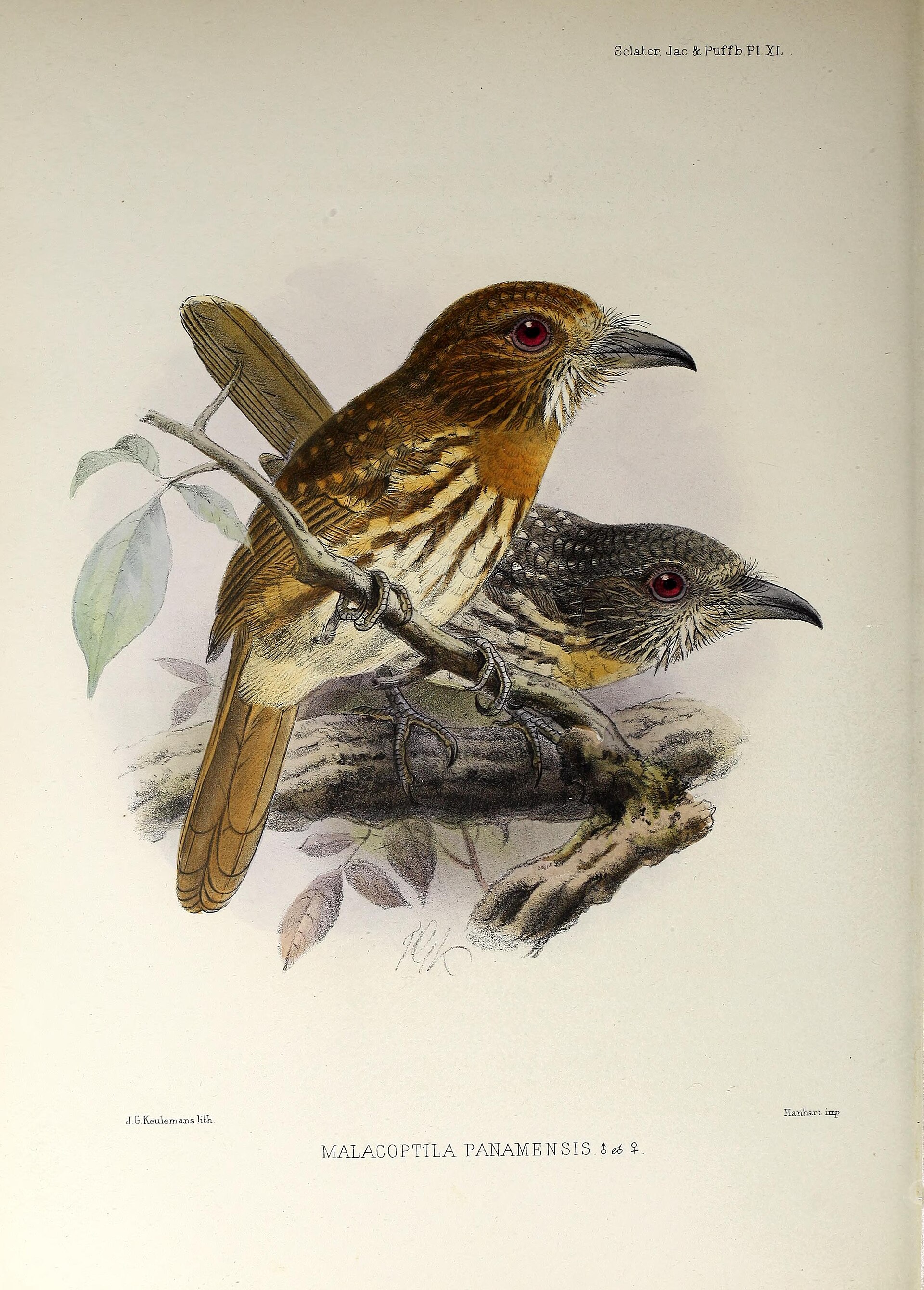 Illustration of White-whiskered Puffbird