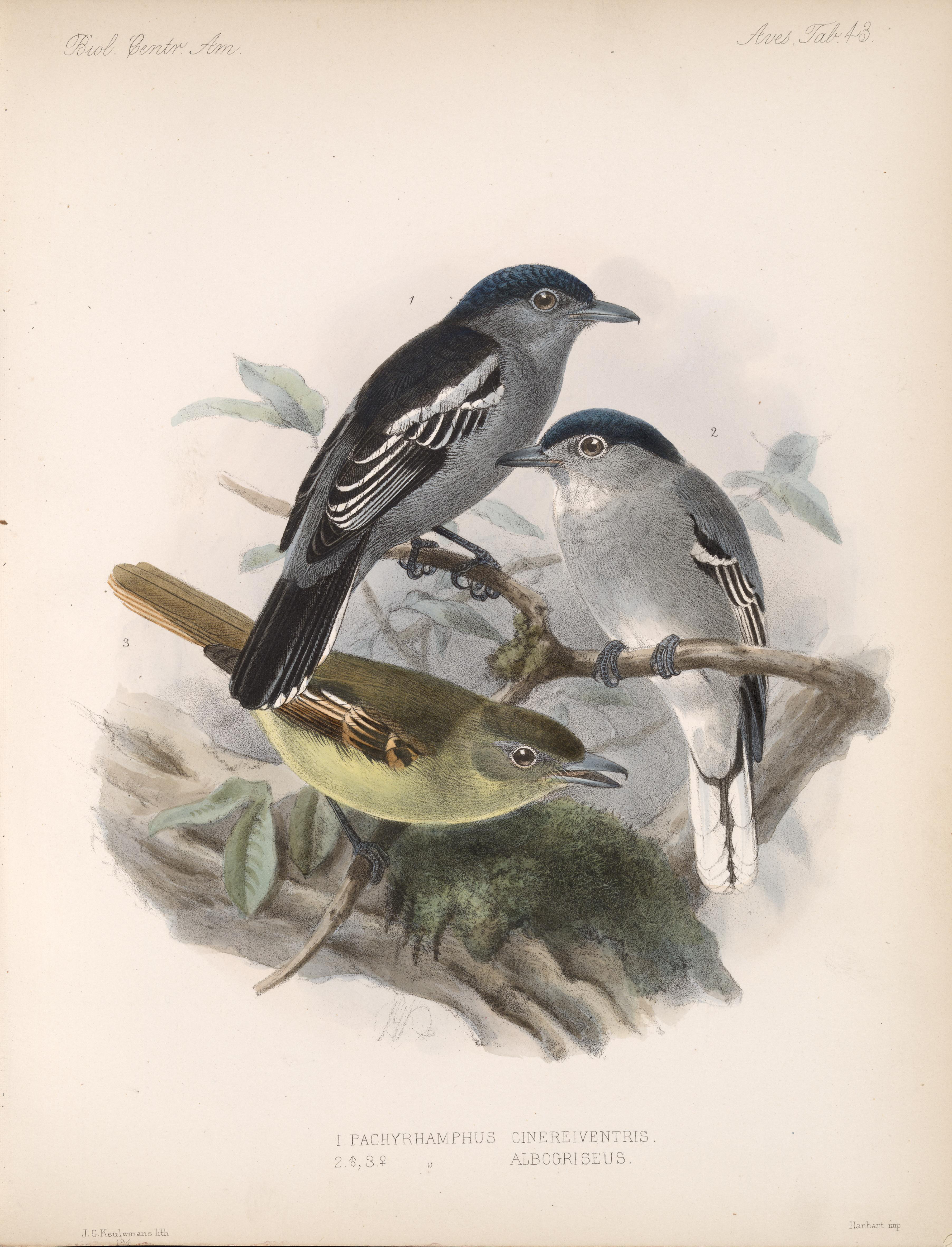 Illustration of White-winged Becard
