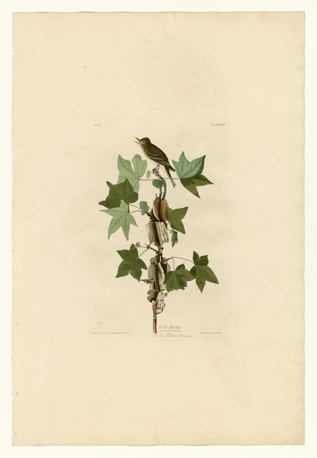 Illustration of Willow Flycatcher