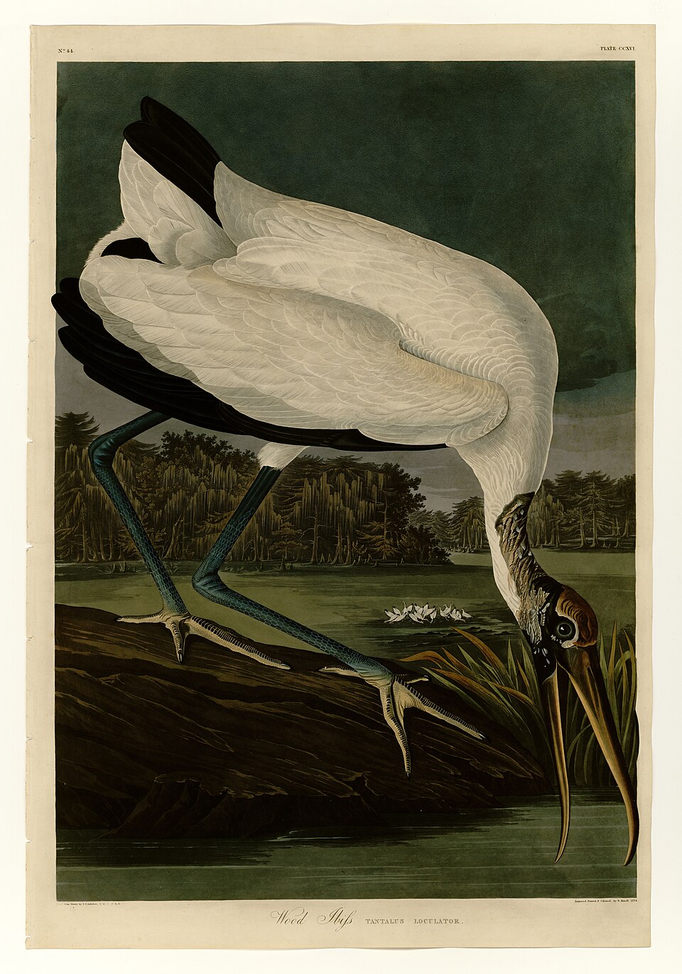Illustration of Wood Stork