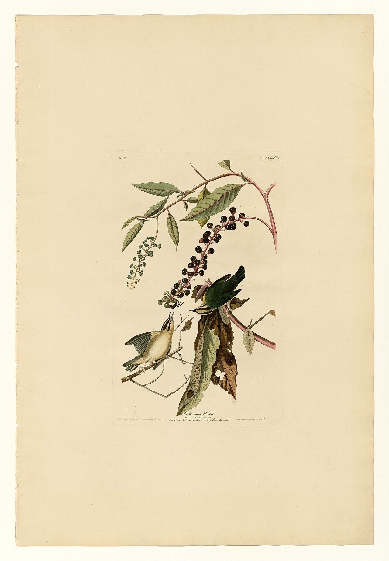 Illustration of Worm-eating Warbler