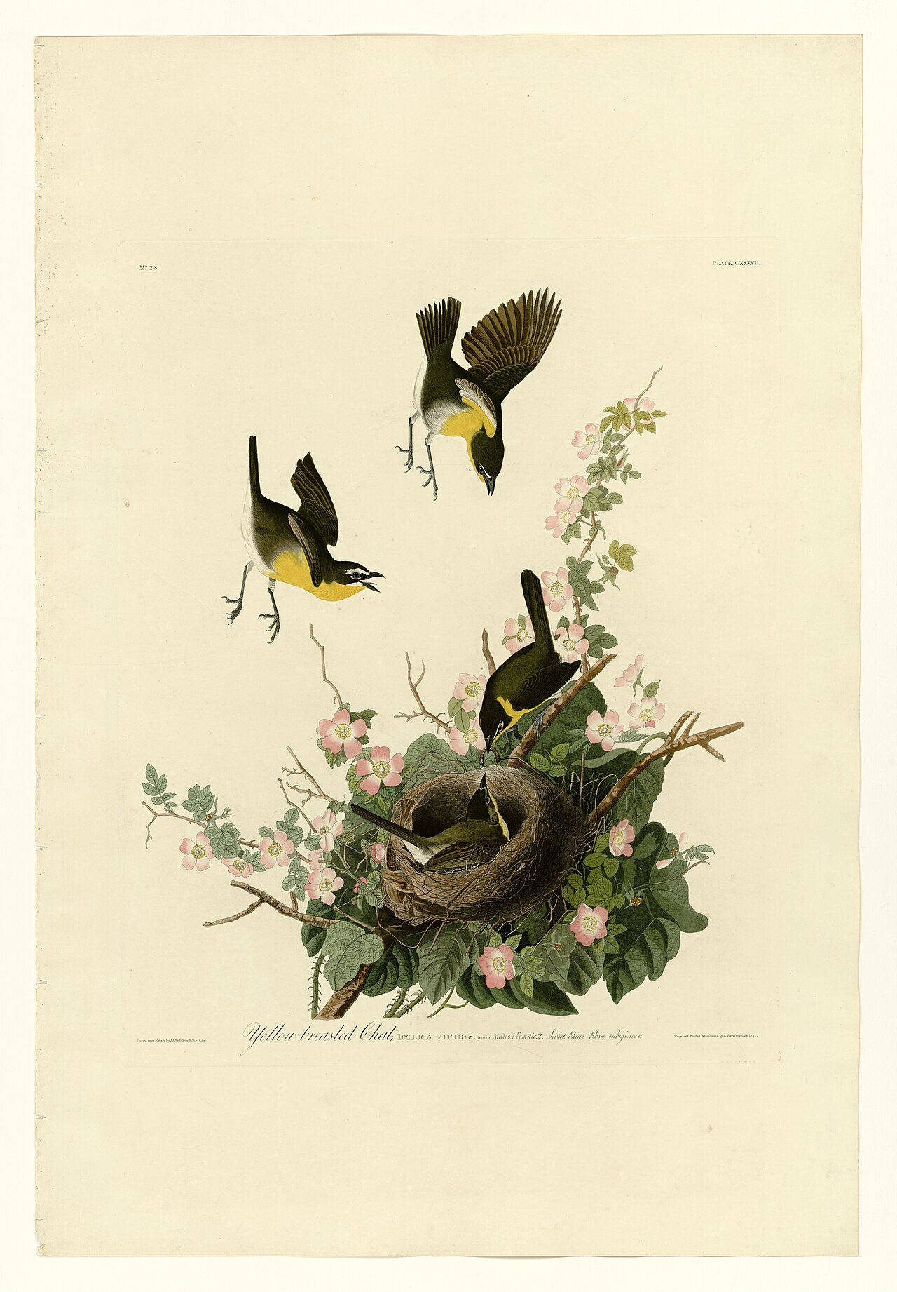 Illustration of Yellow-breasted Chat