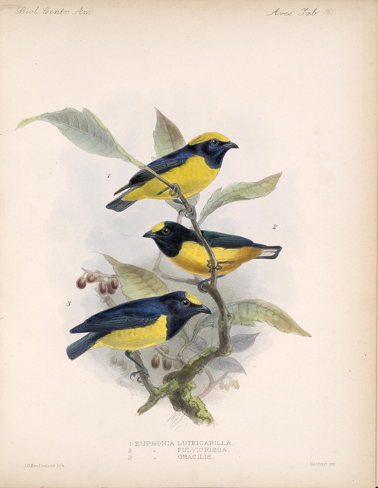 Illustration of Yellow-crowned Euphonia