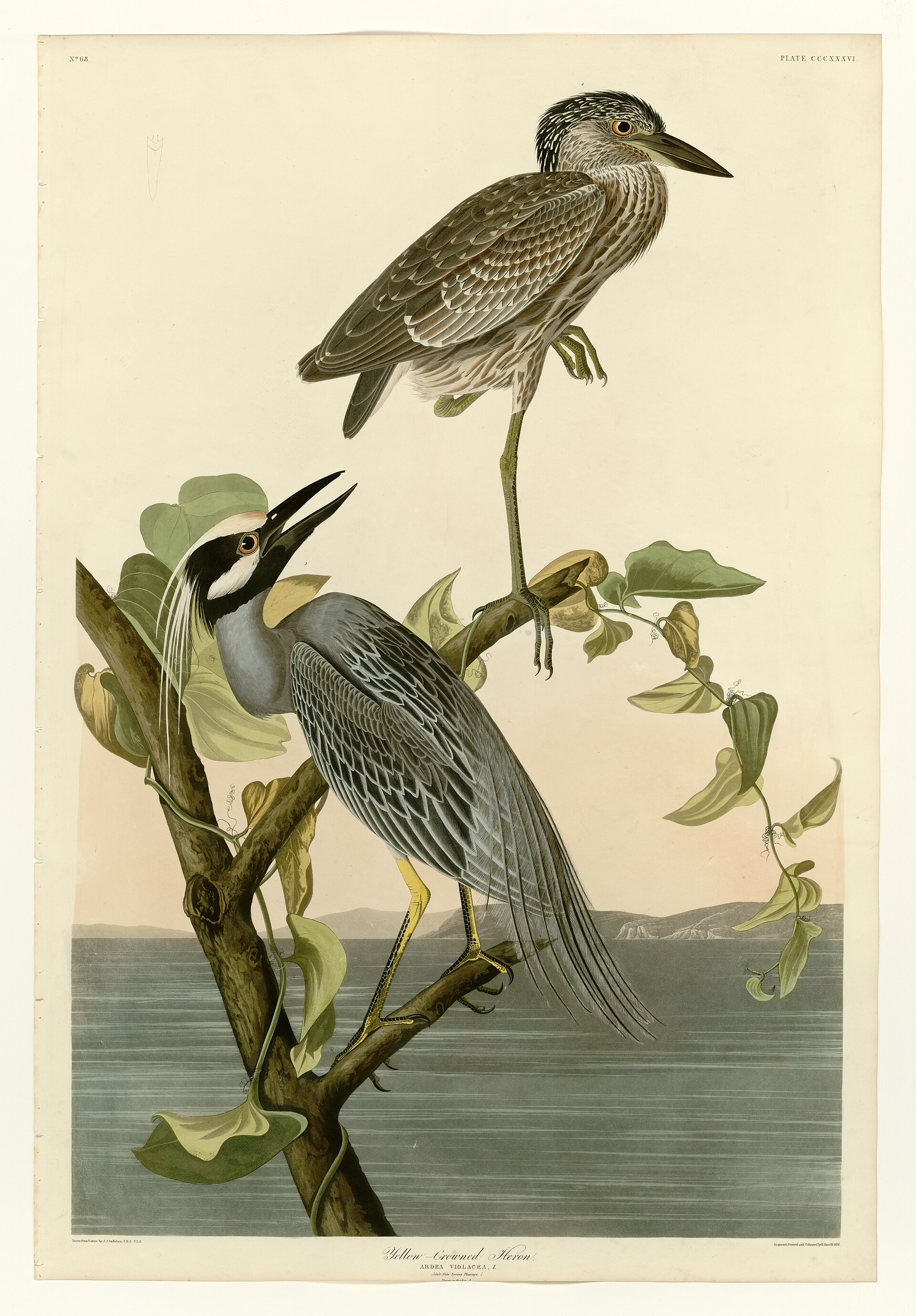 Illustration of Yellow-crowned Night Heron