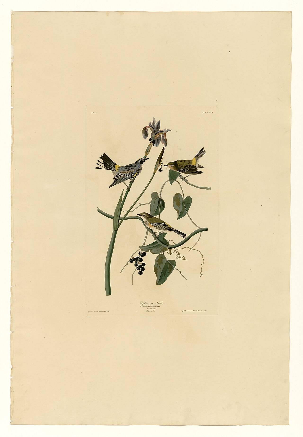 Illustration of Yellow-rumped Warbler
