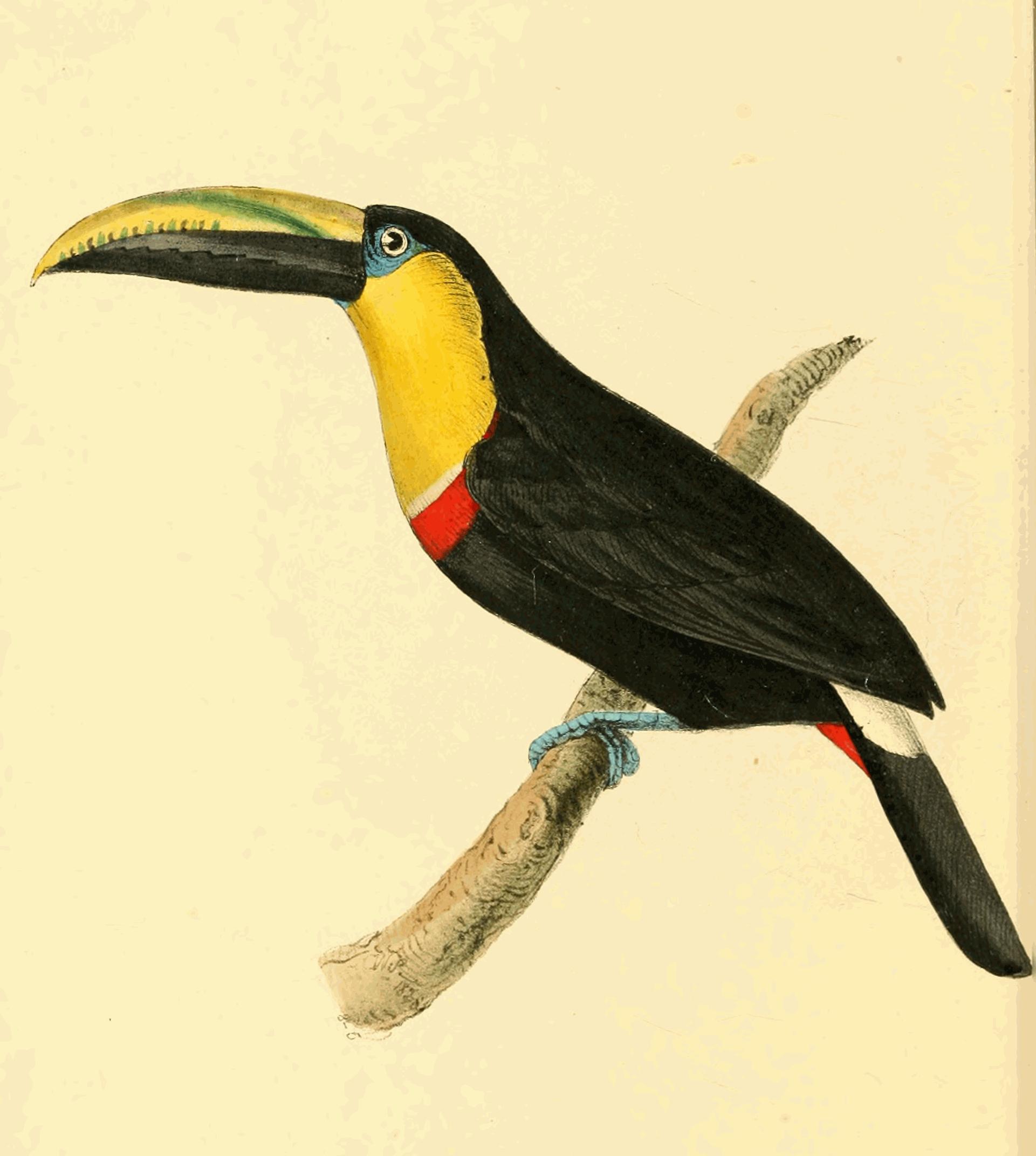 Illustration of Yellow-throated Toucan