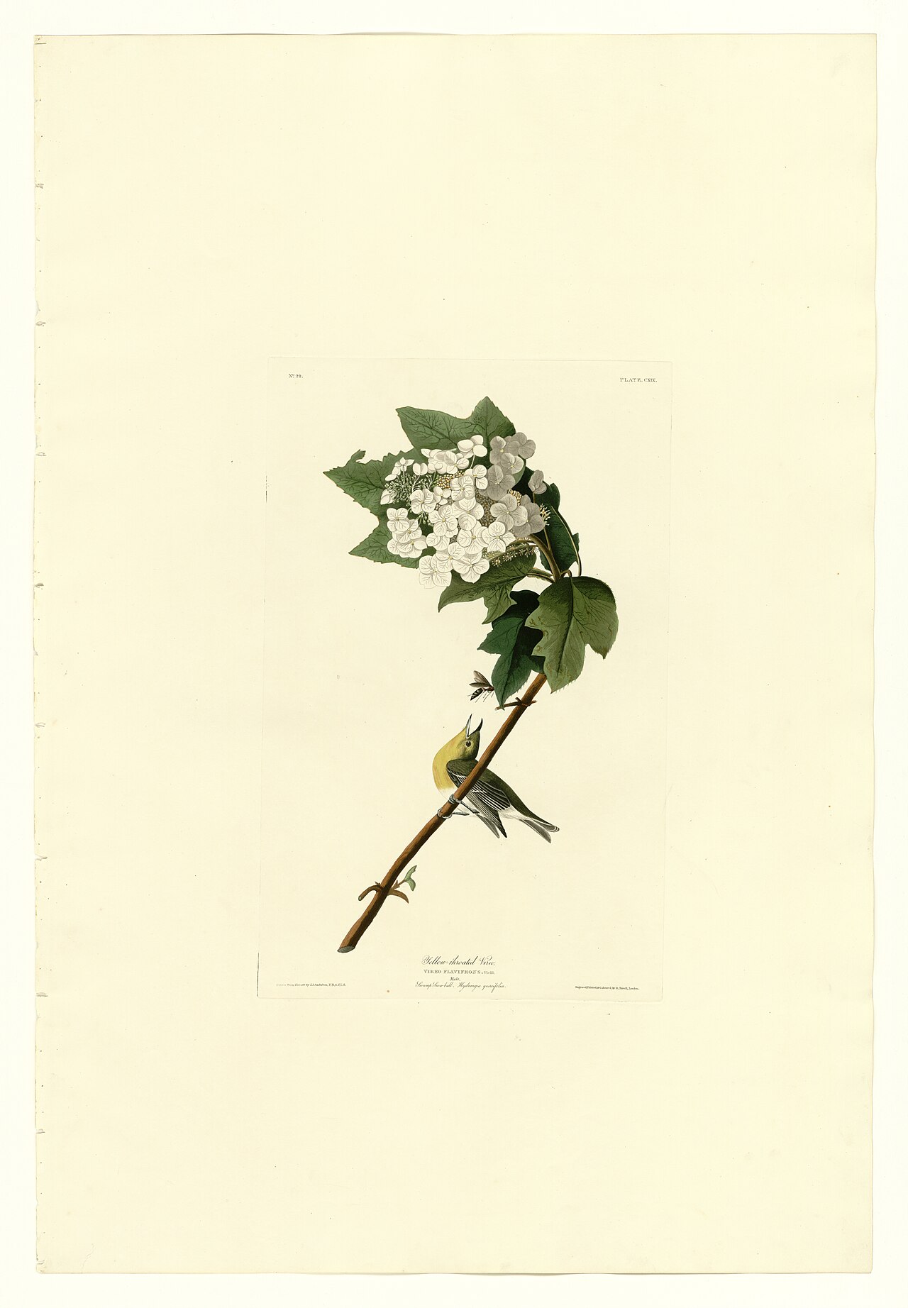 Illustration of Yellow-throated Vireo